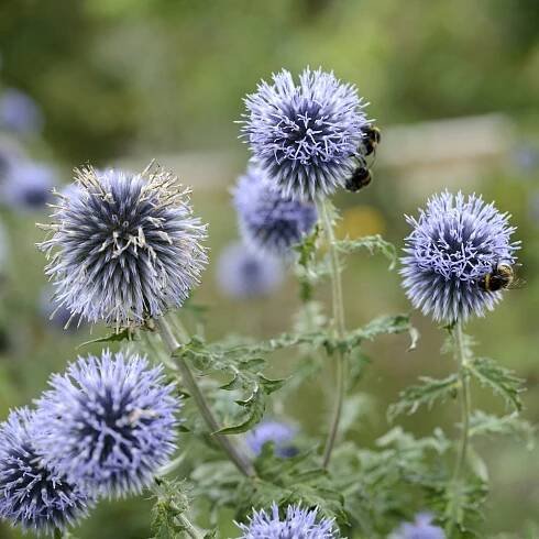 Bělotrn banátský (Echinops bannaticus) – a40757/Shutterstock