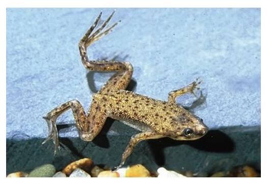Drápatečka - Hymenochirus curtipes
