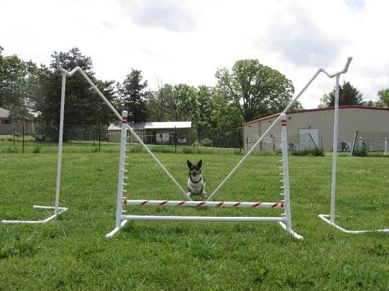 2016 Galleries – SMART DOGS' blog