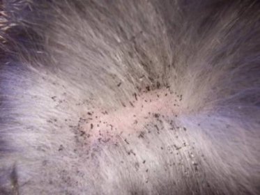 Flea Dirt On Cat's Tail - Cat Meme Stock Pictures and Photos