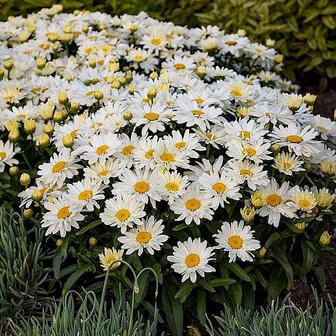 Q-Flower Kopretina (Leucanthemum) bílá výška 60-80 cm, pr. cca 35 cm