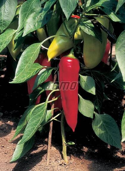 Paprika roční Lydia, zelenina semo prodej, osivo, semena