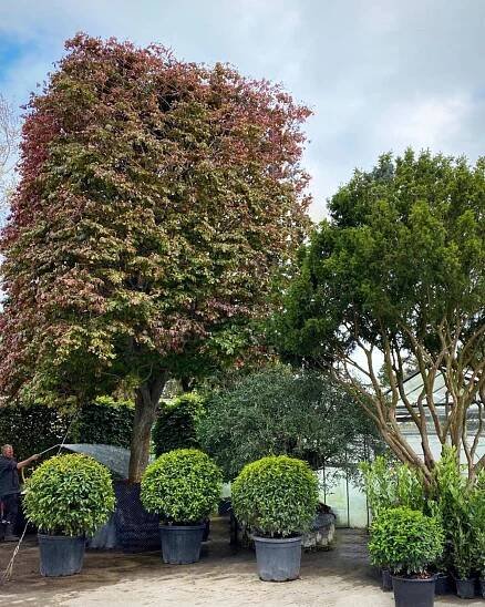 Yes - Parrotia persica-pichi@1x