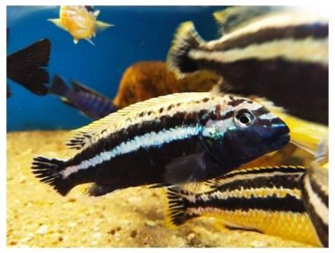 Melanochromis auratus - MScichlid