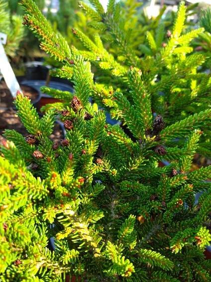 Smrk východní - Picea orientalis ´Horstman´ - Image 2