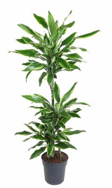 Dračinec vonný, Dracaena fragrans, Golden Coast, průměr květináče 20 cm