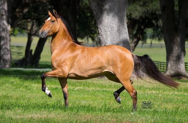 Conquista de Besilu – Besilu Collection
