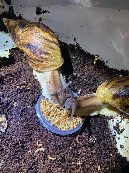 Afsli.sk - Achatina, Reticulata, Fulica, Immaculata, Archachatina, Lissachatina