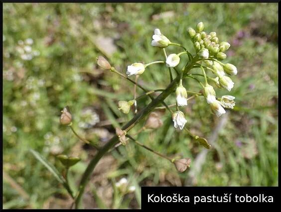 Kokoška pastuší tobolka