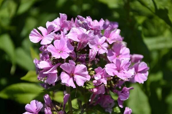 Phlox paniculata " Zenobia " - flox, plamenka Zahradnictví Krulichovi - zahradnictví, květinářství, trvalky, skalničky