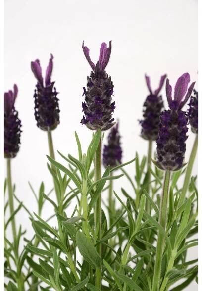 Royal Lemkes Levandule smilovitá (Levandula stoechas) "Anouk" pr. cca 10,5 cm