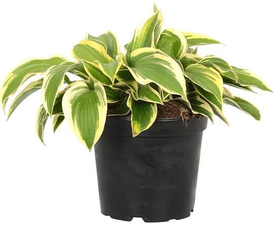 OBI Bohyška žlutá/pestrá pr. květináče cca 17 cm Hosta