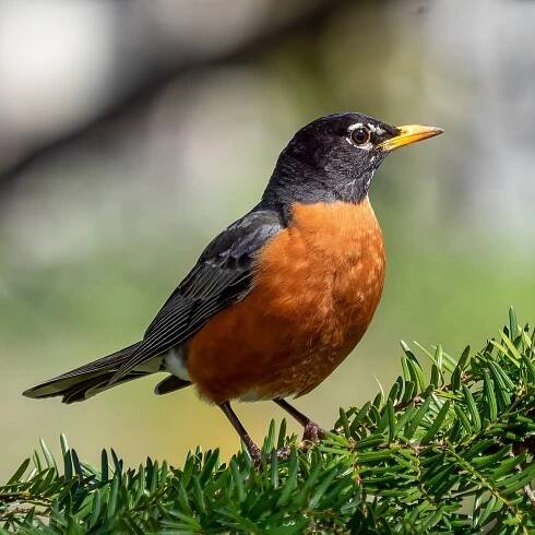 Light Pollution Is Making Days Longer for Birds, Extending the Hours When They'll Sing