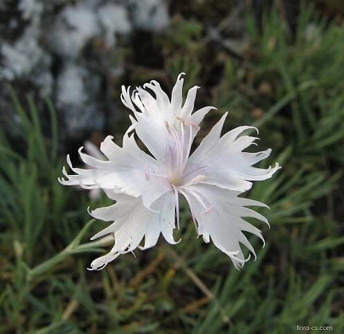 Hvozdík Lumnitzerův (Dianthus lumnitzeri)