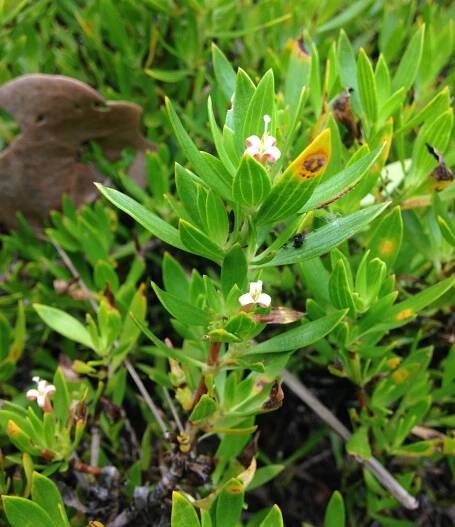 Ernodea littoralis