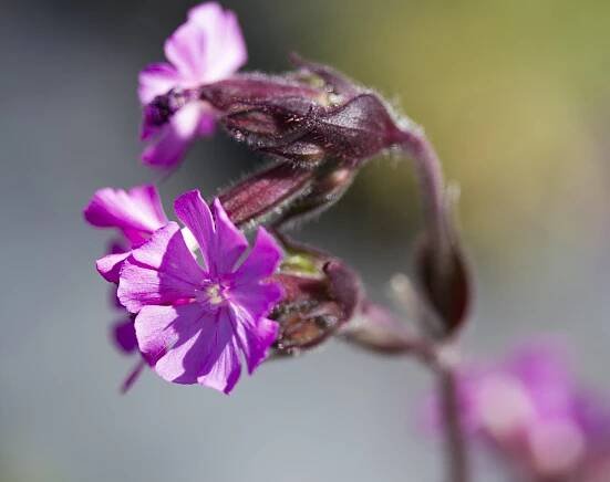 Mixed Trays — Buy Native Wildflowers | British Wild Flower Plants