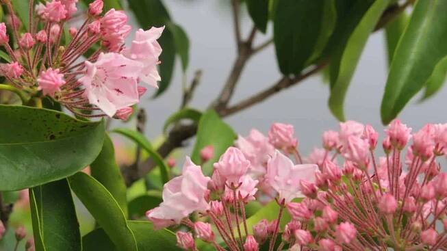 A macro shot of pink Kalmia latifolia ‘elf’ in bloom