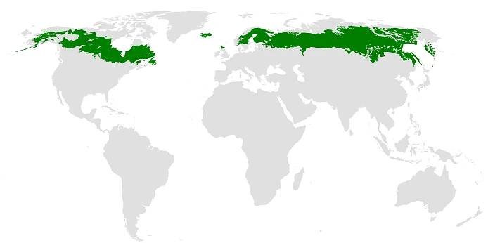 Soubor:Taiga ecoregion.png – Wikipedie