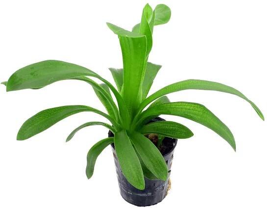 Sagittaria platyphylla