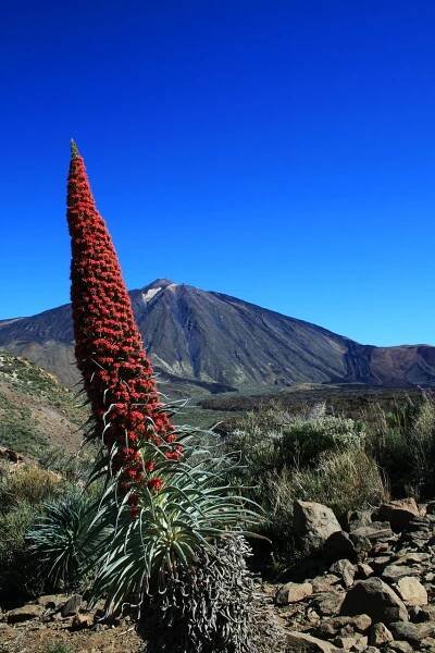 Tajinaste Rojo Teide Tenerife - Fotografie zdarma na Pixabay
