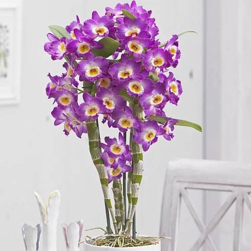 Dendrobium nobile ‘Star Class Akatsuki’