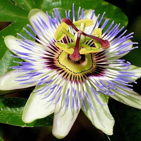 Mučenka - Passiflora caerulea ́Boog ́ Co2L 40+