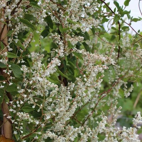 Opletka čínská (Fallopia aubertii), bílá, 60-80 cm, pr. kv. 17 cm nakoupit u OBI