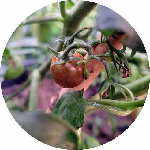 Rajče KUMATO mini čokoládové koktejlové semena typu cherry pro pěstování Druh rostliny rajčata