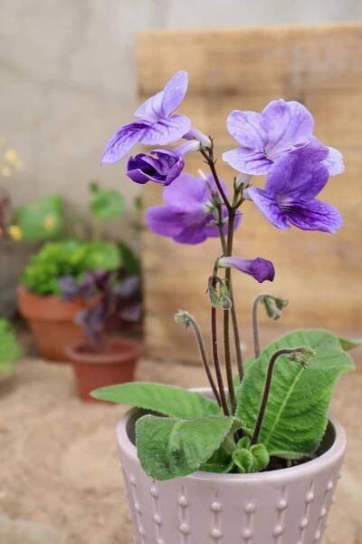 Kornettblomma blå - Streptocarpus