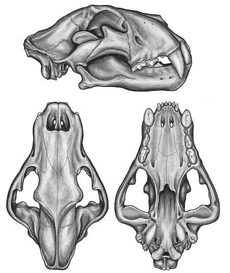 Panthera leo atrox 