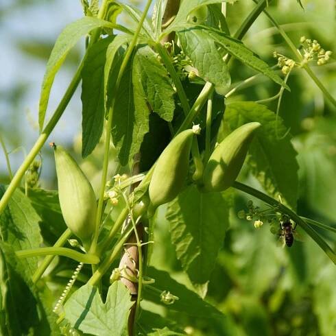 Ačokča - Cyclanthera pedata - prodej semen ačokči - 8 ks