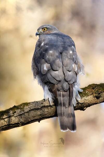 wildfoto - Fotoalbum - Ptáci - Krahujec obecný