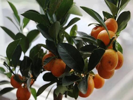 Calamondin: Je možné jíst ovoce? Užitečné vlastnosti calamondinu, receptury