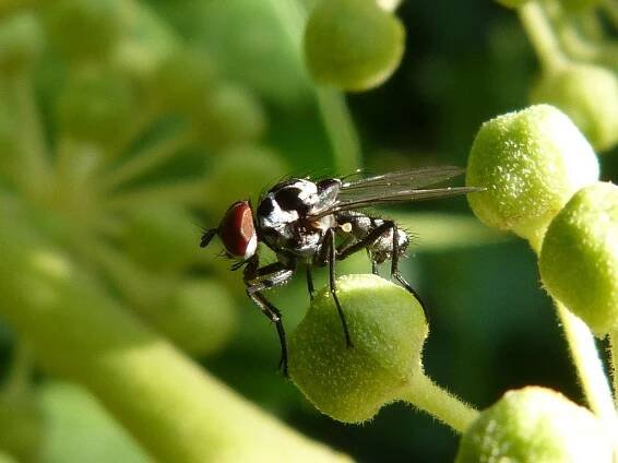 Fly, Létat, Botfly, Ovád