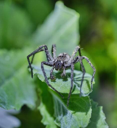 Tarantule, Pavouk, Hmyz, Pavoukovec