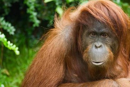 sumaterský orangutan - sumatran orangutan - stock snímky, obrázky a fotky