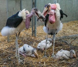 Pražské zoo se podařilo odchovat tři mláďata čápa marabu | Témata