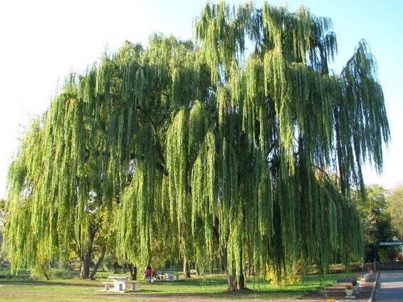Willow Tree Mural Wallpaper 1600x1200