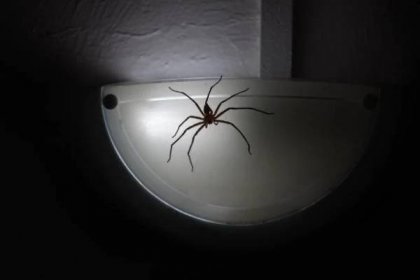 strašidelný pavouk - pokoutník domácí - stock snímky, obrázky a fotky
