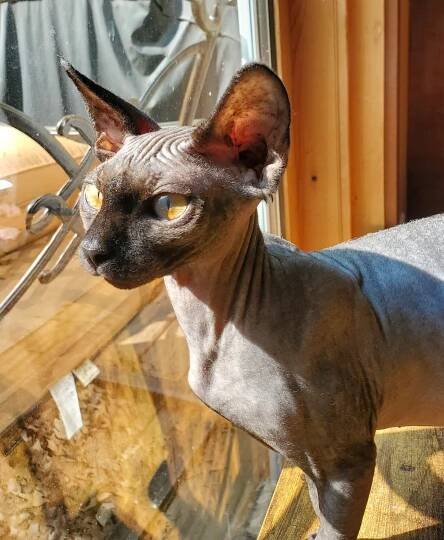 Black Sphynx male in the sun