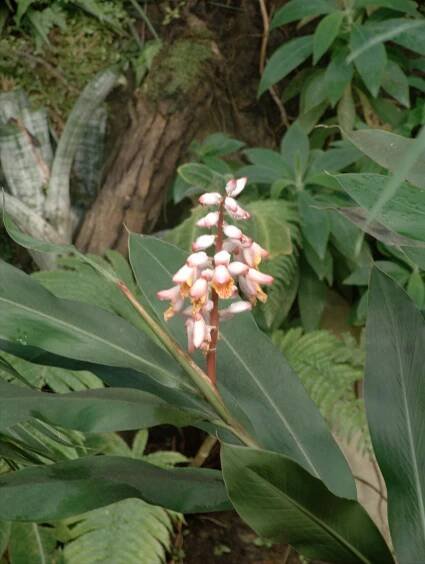 Orchideje 2008