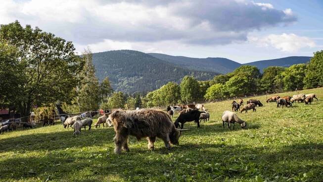 Farma Hucul | Krkonoše - oficiální webové stránky
