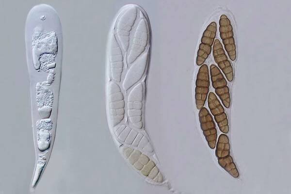 Dothideomycetes