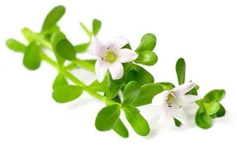 Brahmi BIO Organic 90 kapslí