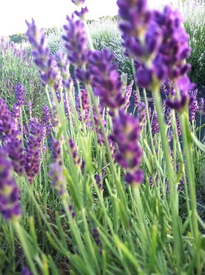 Lavendar Festival 2018 - Niagaraon-the-Lake - Toronto Tours