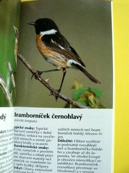 Zpěvní ptáci v lesích, parcích a zahradách Rehek Stehlík Zvonek (2000) | Aukro