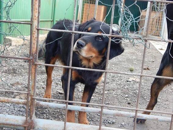 Psi k adopci z útulků, azylů a neziskových organizací