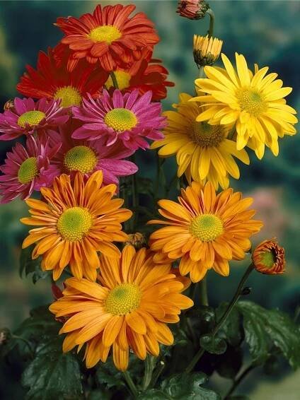 Chryzantémy Trio, Chrysanthemum indicum, průměr květináče 12 cm