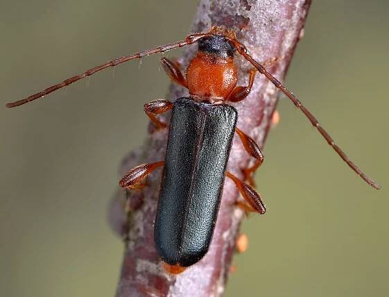 Phymatodes testaceus