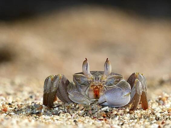 Krab